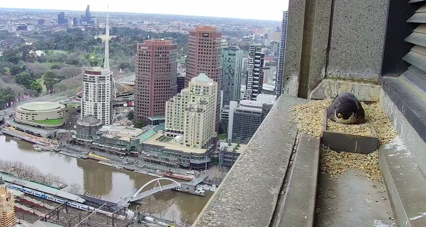 Collins Street Peregrine Falcons Are Back And Premier Daniel Andrews